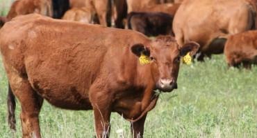 Maximizing Profits Under Drought Conditions, Higher Input Costs, and National Herd Liquidation