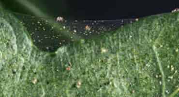 Managing Spider Mites In Corn And Soybean