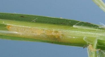 Bermudagrass Stem Maggot is Fairly New Pest of Pastures