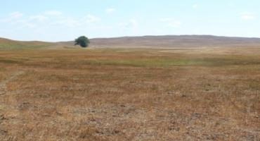 When Drought-stressed Pastures Look Dormant in July