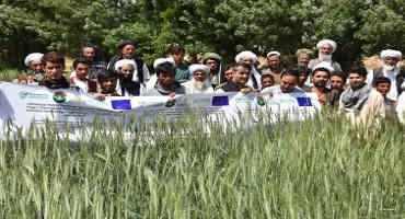 Scientists Step Up Wheat Landrace Conservation Efforts In Afghanistan, Turkey And Other Countries In The Region