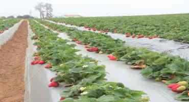 There Is A Report That Describes The Challenges Of Organic Food Producers
