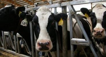 Prevention and Management of Salmonella Dublin on Dairies