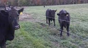 Beef Calf Weaning Management to Prepare your Calves for Future Success