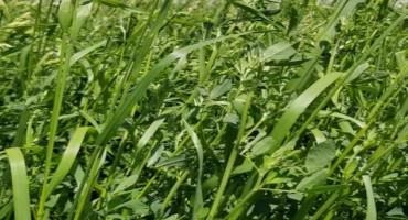 Should Dairies Utilize Grasses To Increase Forage NDF Digestibility?
