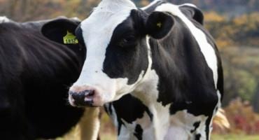 AFBF Invites Dairy Industry to Federal Milk Marketing Order Forum