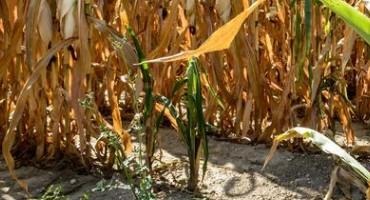 Pasture and Forage Minute: Managing Volunteer Wheat, Drought-stressed Corn Options