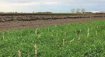 Considering cover crops? Research and recommendations for new growers in Minnesota