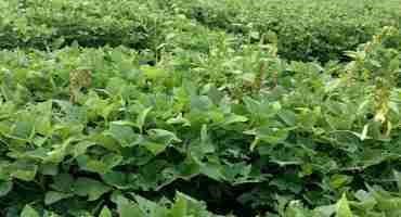 How Late Can Herbicides Be Applied in Soybean and Corn?