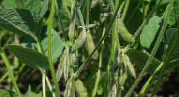 Soybean Crop Quality, Prices Navigate Volatility
