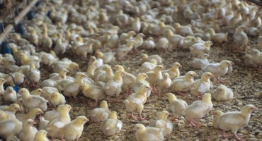 Farm Bureau Calls for Transparency in Poultry Industry
