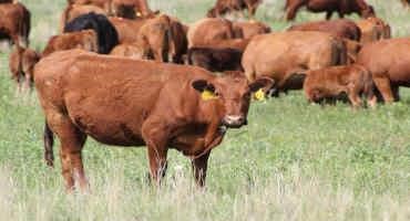 Maximizing Profits Under Drought Conditions, Higher Input Costs, and National Herd Liquidation