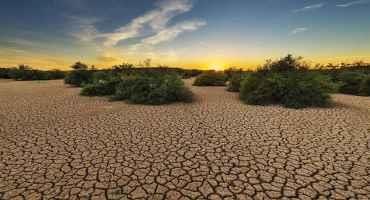 For Advance Drought Warning, Look to the Plants