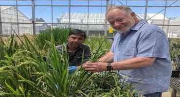 Growing Cereal Crops with Less Fertilizer