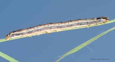 Although Delayed, Look Out For Annual Fall Armyworm Arrival