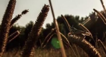 Pasture and Forage Minute: Harvesting Drought-stressed Corn and Milo, Controlling Grasshoppers