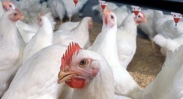 Frosh, Fellow AG’s Support New Federal Poultry Rule but Question Oversight