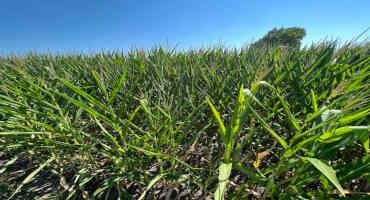 Corn And Soybean ‘Sweat’ Helps Make Nebraska Summers More Humid