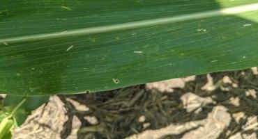 Central Illinois Corn Farmers Defend Against New 'Tar Spot' Crop Disease