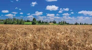 Global Warming Is Endangering Wheat - Study