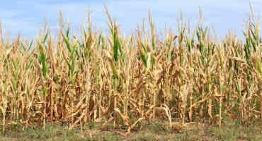 Drought and Heat Effects on Corn Production
