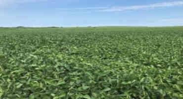 Ground Work 2022: Missouri Weather Impacts Soybean Management Decisions