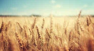 Researchers Turn to Modern Methods to Boost Global Harvests of Wheat