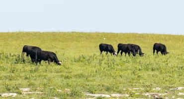 Cattle Chat: K-State Vets Caution Producers About Stressed Plants, Pasture Toxins