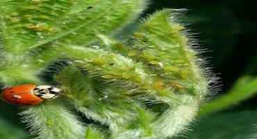 Soybean Aphid Update