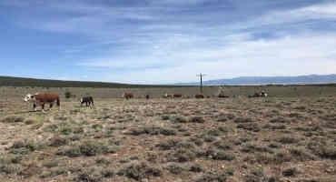 Drought And Inputs Putting Strain On Cattle Producers