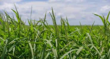 Rice Producers Expect Good 2022 Harvest
