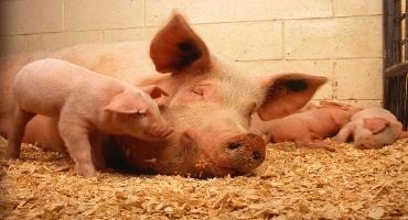 Delay to Massachusetts State law keeps pork on the menu