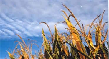 Midwest Corn Sweat, Extra Air Moisture Is Harming Crops