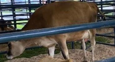 W.Va. State Fair: Live Dairy Cow Births Bring In The Crowds