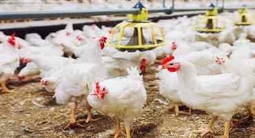 The Poultry Technology Revolution