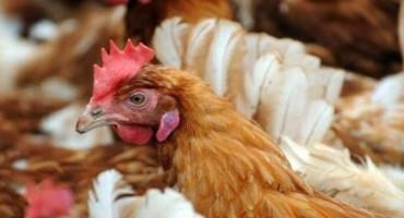 China Heat Wave Pushes Up Prices As Hens Lay Fewer Eggs