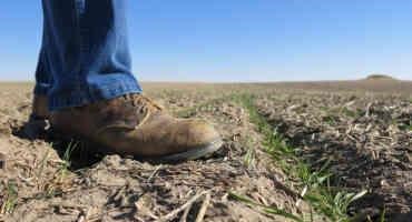Wheat Harvest Challenged by Nebraska's Dry Conditions