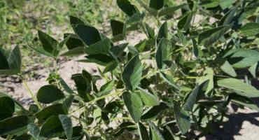 Drought Hurts Corn, Soybean Yields