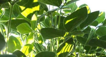 Bioengineering Better Photosynthesis Increases Yields In Food Crops