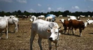 Drought Blamed For Dozens Of Cow Poisoning Deaths In Italy