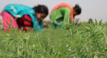 Legume Systems Innovation Lab Shares Report On The Future Of Lentil Systems In Nepal