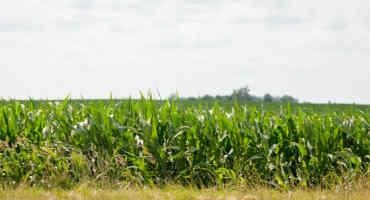 Diverse Corn Belt Project Will Explore Agronomic And Economic Benefits Of Transformed Crop Rotations