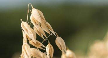 USDA NASS to Collect 2022 Small Grain Production and Stocks Data