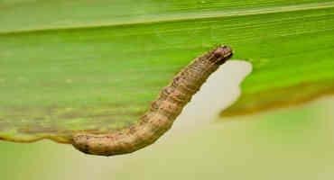 Flavonoids From Sorghum Plants Kill Fall Armyworm Pest On Corn; May Protect Crop
