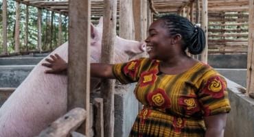 CGIAR’s SAPLING Initiative Targets Uganda’s Pig And Cattle Sectors To Expand Benefits For Farmers
