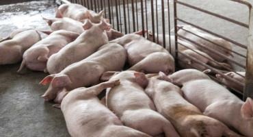 African Swine Fever Vaccine Use Halted In Vietnam After Pig Deaths