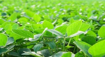 Researchers Prove Multigene Bioengineering of Photosynthesis Increases Soybean Yields