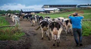 1 Year After Its Exit, Horizon Hasn’t Lived Up To Its Promise To Help Farmers Transition, Dairy Groups Say