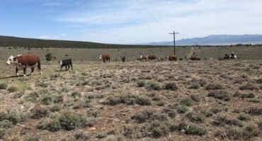 Farm Bureau Survey Shows Drought's Increasing Toll On Farmers And Ranchers