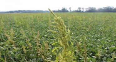Preharvest Herbicide Treatments for Weed Desiccation